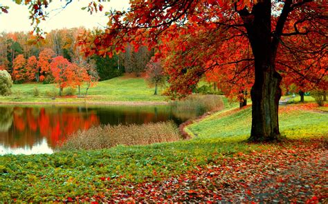 background of fall|free autumn backgrounds for desktop.